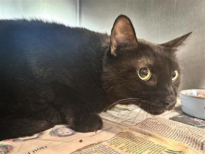 Shelter Stray Male Cat last seen Near blk fluttermill loop, Williamson County, TX, 1855 SE Inner Loop, Georgetown, TX 78626, USA