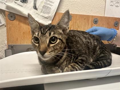Shelter Stray Male Cat last seen S Main, Williamson County, TX, 1855 SE Inner Loop, Georgetown, TX 78626, USA