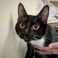 Shelter Stray Female Cat last seen Near S Burlington Blvd Burlington, Burlington, WA, 18911 Kelleher Rd, Burlington, WA 98233, USA