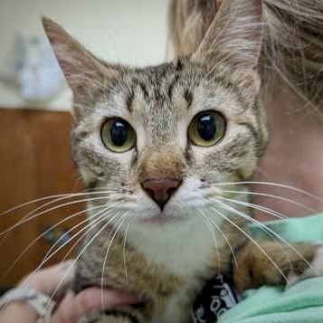 Shelter Stray Female Cat last seen Near S Burlington Blvd Burlington, Burlington, WA, 18911 Kelleher Rd, Burlington, WA 98233, USA