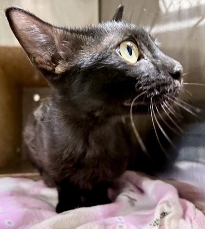 Shelter Stray Female Cat last seen N Woodson Dr & W Pine St, Raymore, MO, 1023 S Madison St, Raymore, MO 64083, USA