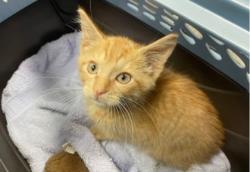 Shelter Stray Male Cat last seen South Reynolds by Kroger, Lucas County, OH, 827 Illinois Ave, Maumee, OH 43537, USA