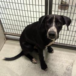 Shelter Stray Male Dog last seen Near ROBBINELLE DR, Hahira-31632, GA, 337 Gil Harbin Industrial Blvd, Valdosta, GA 31601, USA