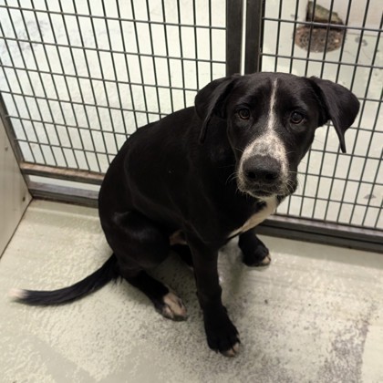 Shelter Stray Male Dog last seen Near ROBBINELLE DR, Hahira-31632, GA, 337 Gil Harbin Industrial Blvd, Valdosta, GA 31601, USA