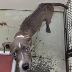 Shelter Stray Male Dog last seen Near UNIVERSITY DR, Valdosta-31602, GA, 337 Gil Harbin Industrial Blvd, Valdosta, GA 31601, USA