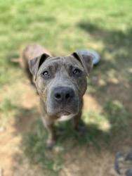 Shelter Stray Male Dog last seen Given/Vaughn, Memphis, TN, 935 Farm Rd, Memphis, TN 38134, USA
