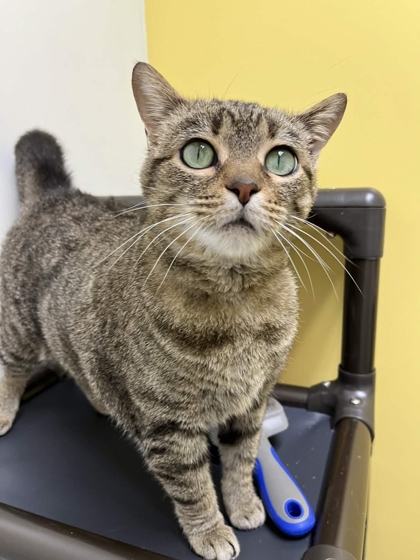 Shelter Stray Female Cat last seen In adopter's neighborhood, Memphis, TN, 935 Farm Rd, Memphis, TN 38134, USA