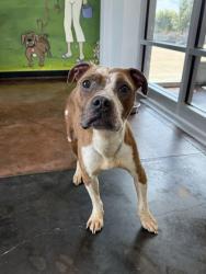 Shelter Stray Male Dog last seen Cotton Plant Drive & Crestridge, Memphis, TN, 935 Farm Rd, Memphis, TN 38134, USA
