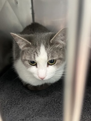 Shelter Stray Unknown Cat last seen Keystone Pkwy and E Carmel Dr, Carmel City, IN, 10501 Hague Rd, Fishers, IN 46038, USA