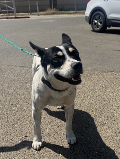 Shelter Stray Male Dog last seen Near Varden Dr, Madera County, CA, 205 Tozer St, Madera, CA 93638, USA