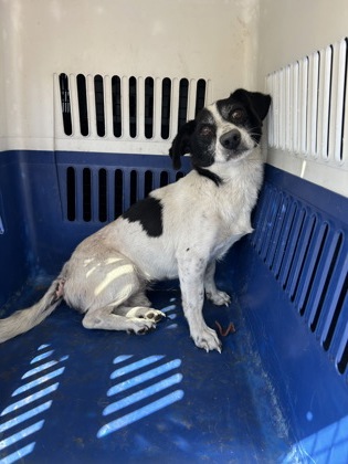 Shelter Stray Male Dog last seen S Oleander Ave & W Myrtle Ave, Raisin City Zone Fresno CO 1A 93652, CA, 1510 W Dan Ronquillo Dr, Fresno, CA 93706, USA