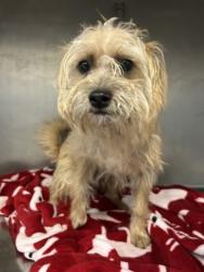 Shelter Stray Male Dog last seen Near El Dorado, Madera County, CA, 205 Tozer St, Madera, CA 93638, USA