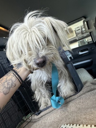 Shelter Stray Male Dog last seen S Oleander Ave & W Myrtle Ave, Raisin City Zone Fresno CO 1A 93652, CA, 1510 W Dan Ronquillo Dr, Fresno, CA 93706, USA