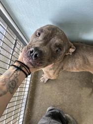 Shelter Stray Male Dog last seen S Oleander Ave & W Myrtle Ave, Raisin City Zone Fresno CO 1A 93652, CA, 1510 W Dan Ronquillo Dr, Fresno, CA 93706, USA