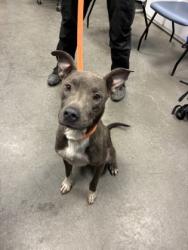 Shelter Stray Female Dog last seen S Oleander Ave & W Myrtle Ave, Raisin City Zone Fresno CO 1A 93652, CA, 1510 W Dan Ronquillo Dr, Fresno, CA 93706, USA