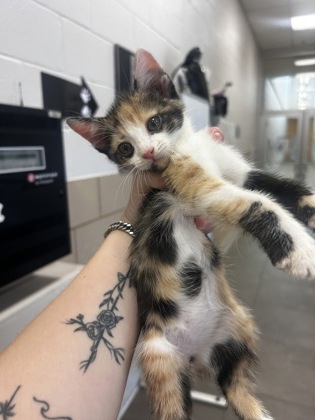 Shelter Stray Female Cat last seen Near Highland Village Dr, 75149, TX, 1650 Gross Rd, Mesquite, TX 75149, USA