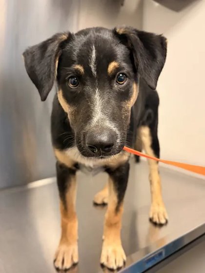 Shelter Stray Male Dog last seen W Clayton Ave & S Fig Ave, Fresno Zone Fresno CO 2 93706, CA, 1510 W Dan Ronquillo Dr, Fresno, CA 93706, USA