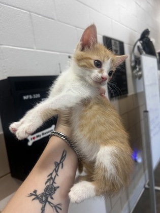 Shelter Stray Male Cat last seen Near Highland Village Dr, 75149, TX, 1650 Gross Rd, Mesquite, TX 75149, USA