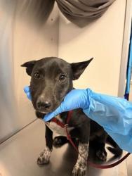 Shelter Stray Female Dog last seen W Clayton Ave & S Fig Ave, Fresno Zone Fresno CO 2 93706, CA, 1510 W Dan Ronquillo Dr, Fresno, CA 93706, USA
