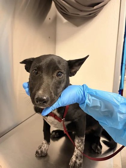 Shelter Stray Female Dog last seen W Clayton Ave & S Fig Ave, Fresno Zone Fresno CO 2 93706, CA, 1510 W Dan Ronquillo Dr, Fresno, CA 93706, USA