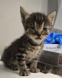 Shelter Stray Male Cat last seen N Lafayette Ave & W Dudley Ave, Fresno Zone Fresno CO 2 93728, CA, 1510 W Dan Ronquillo Dr, Fresno, CA 93706, USA