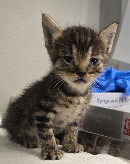 Shelter Stray Male Cat last seen N Lafayette Ave & W Dudley Ave, Fresno Zone Fresno CO 2 93728, CA, 1510 W Dan Ronquillo Dr, Fresno, CA 93706, USA
