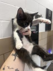 Shelter Stray Male Cat last seen Near Highland Village Dr, 75149, TX, 1650 Gross Rd, Mesquite, TX 75149, USA