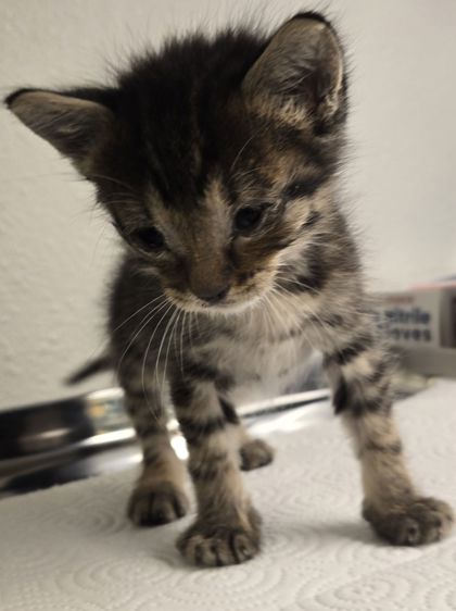 Shelter Stray Male Cat last seen N Lafayette Ave & W Dudley Ave, Fresno Zone Fresno CO 2 93728, CA, 1510 W Dan Ronquillo Dr, Fresno, CA 93706, USA