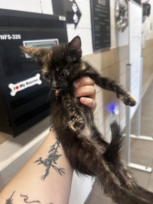 Shelter Stray Female Cat last seen Near Highland Village Dr, 75149, TX, 1650 Gross Rd, Mesquite, TX 75149, USA