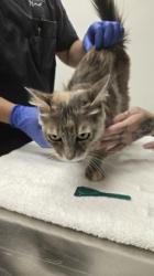 Shelter Stray Female Cat last seen Klamath River Dr at Ohio River Dr, Rancho Cordova, CA, 6201 Florin Perkins Rd, Sacramento, CA 95828, USA
