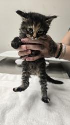 Shelter Stray Female Cat last seen Klamath River Dr at Ohio River Dr, Rancho Cordova, CA, 6201 Florin Perkins Rd, Sacramento, CA 95828, USA