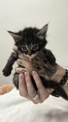 Shelter Stray Female Cat last seen Klamath River Dr at Ohio River Dr, Rancho Cordova, CA, 6201 Florin Perkins Rd, Sacramento, CA 95828, USA