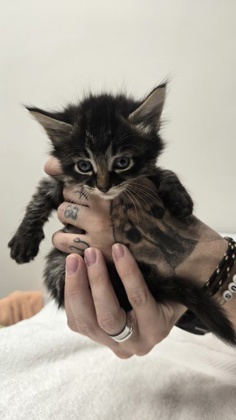 Shelter Stray Female Cat last seen Klamath River Dr at Ohio River Dr, Rancho Cordova, CA, 6201 Florin Perkins Rd, Sacramento, CA 95828, USA