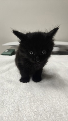 Shelter Stray Male Cat last seen Klamath River Dr at Ohio River Dr, Rancho Cordova, CA, 6201 Florin Perkins Rd, Sacramento, CA 95828, USA