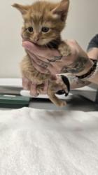 Shelter Stray Male Cat last seen Klamath River Dr at Ohio River Dr, Rancho Cordova, CA, 6201 Florin Perkins Rd, Sacramento, CA 95828, USA