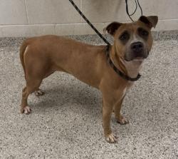 Shelter Stray Female Dog last seen Near Charlotte, 64110, MO, 7077 Elmwood Ave, Kansas City, MO 64132, USA