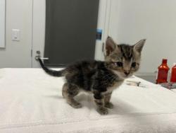 Shelter Stray Female Cat last seen 26th & Lister, KCMO, 64127, 64127, MO, 7077 Elmwood Ave, Kansas City, MO 64132, USA