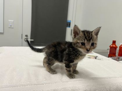 Shelter Stray Female Cat last seen 26th & Lister, KCMO, 64127, 64127, MO, 7077 Elmwood Ave, Kansas City, MO 64132, USA