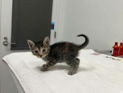Shelter Stray Female Cat last seen 26th & Lister, KCMO, 64127, 64127, MO, 7077 Elmwood Ave, Kansas City, MO 64132, USA