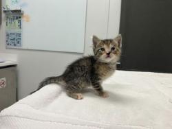 Shelter Stray Female Cat last seen 26th & Lister, KCMO, 64127, 64127, MO, 7077 Elmwood Ave, Kansas City, MO 64132, USA