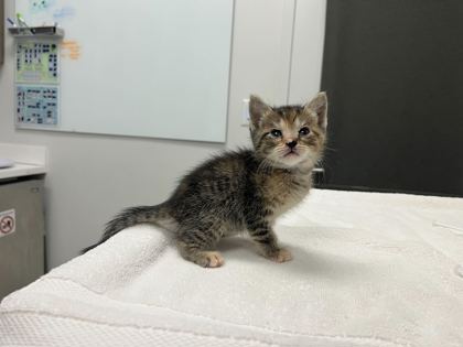 Shelter Stray Female Cat last seen 26th & Lister, KCMO, 64127, 64127, MO, 7077 Elmwood Ave, Kansas City, MO 64132, USA