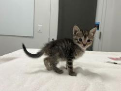 Shelter Stray Female Cat last seen 26th & Lister, KCMO, 64127, 64127, MO, 7077 Elmwood Ave, Kansas City, MO 64132, USA