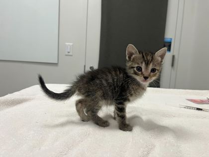 Shelter Stray Female Cat last seen 26th & Lister, KCMO, 64127, 64127, MO, 7077 Elmwood Ave, Kansas City, MO 64132, USA
