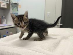 Shelter Stray Male Cat last seen 26th & Lister, KCMO, 64127, 64127, MO, 7077 Elmwood Ave, Kansas City, MO 64132, USA
