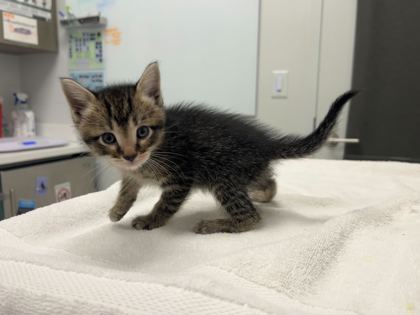 Shelter Stray Male Cat last seen 26th & Lister, KCMO, 64127, 64127, MO, 7077 Elmwood Ave, Kansas City, MO 64132, USA