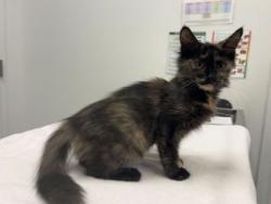 Shelter Stray Female Cat last seen NE 89th St and N Askew Ave, KCMO, 64156, 64156, MO, 7077 Elmwood Ave, Kansas City, MO 64132, USA
