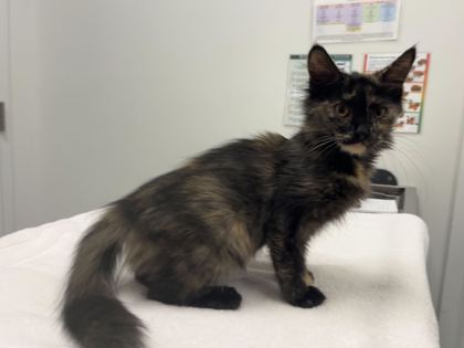 Shelter Stray Female Cat last seen NE 89th St and N Askew Ave, KCMO, 64156, 64156, MO, 7077 Elmwood Ave, Kansas City, MO 64132, USA