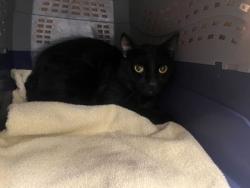 Shelter Stray Male Cat last seen 86th & Highland, KCMO, 64131, 64131, MO, 7077 Elmwood Ave, Kansas City, MO 64132, USA