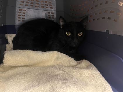 Shelter Stray Male Cat last seen 86th & Highland, KCMO, 64131, 64131, MO, 7077 Elmwood Ave, Kansas City, MO 64132, USA