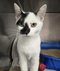 Shelter Stray Female Cat last seen Near 33rd Ave South, North Myrtle Beach, SC, 409 Bay St, North Myrtle Beach, SC 29582, USA